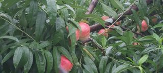 강동복숭아(채희)님의 복숭아 · 자유게시판 작성글 사진