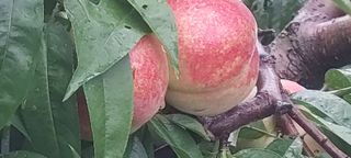 강동복숭아(채희)님의 복숭아 · 자유게시판 작성글 사진