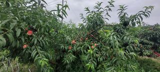 강동복숭아(채희)님의 복숭아 · 자유게시판 작성글 사진