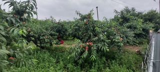 강동복숭아(채희)님의 복숭아 · 자유게시판 작성글 사진