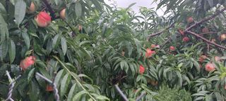 강동복숭아(채희)님의 복숭아 · 자유게시판 작성글 사진