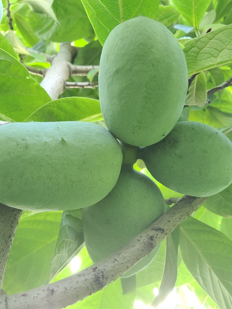 김안식~납작복숭아님의 장터 판매 상품 [포포열매] 첨부 사진