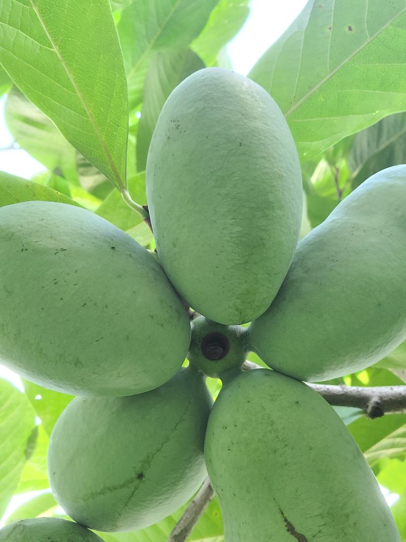 김안식~납작복숭아님의 장터 판매 상품 [포포열매] 첨부 사진