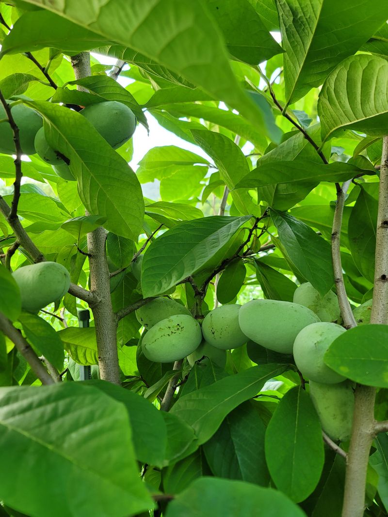 김안식~납작복숭아님의 장터 판매 상품 [포포열매] 첨부 사진