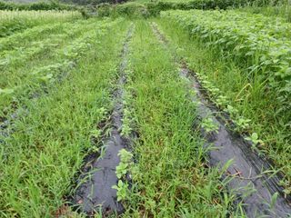 오영도님의 참깨 · 자유게시판 작성글 사진