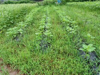 오영도님의 참깨 · 자유게시판 작성글 사진