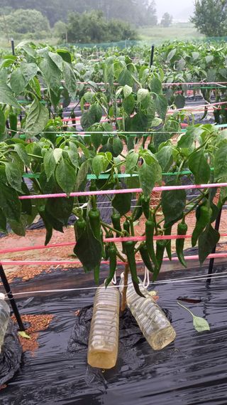 골담~♡님의 고추 · 일상 작성글 사진