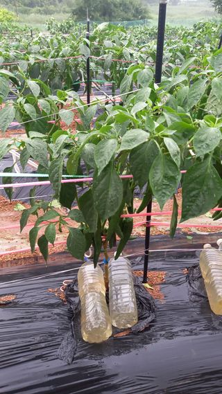 골담~♡님의 고추 · 일상 작성글 사진