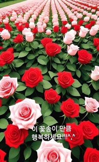 인생은 소풍처럼님의 토마토 · 일상 작성글 사진