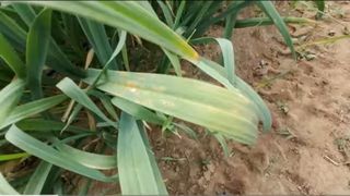 농업회사법인오성농업님의 자유주제 · 자유게시판 작성글 사진