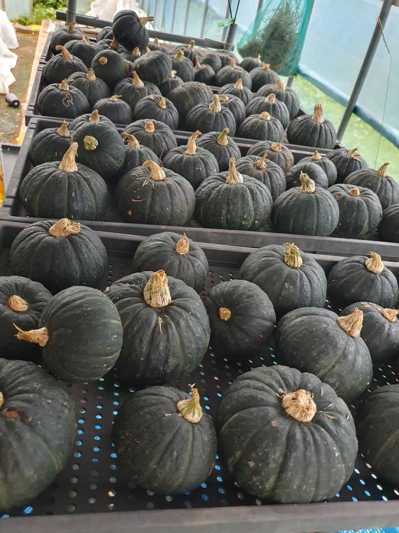 송죽암님의 장터 판매 상품 [보우짱 (미니밤호박) 10kg(판매완료)] 첨부 사진