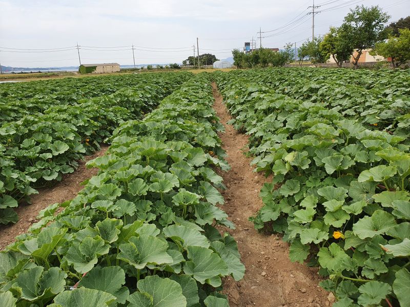 송죽암님의 장터 판매 상품 [보우짱 (미니밤호박) 10kg(판매완료)] 첨부 사진