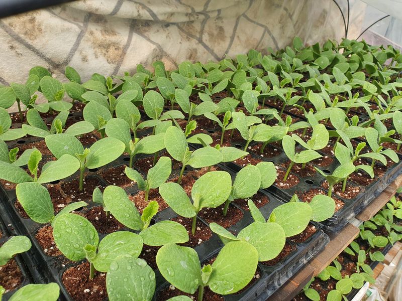 송죽암님의 장터 판매 상품 [보우짱 (미니밤호박) 10kg(판매완료)] 첨부 사진