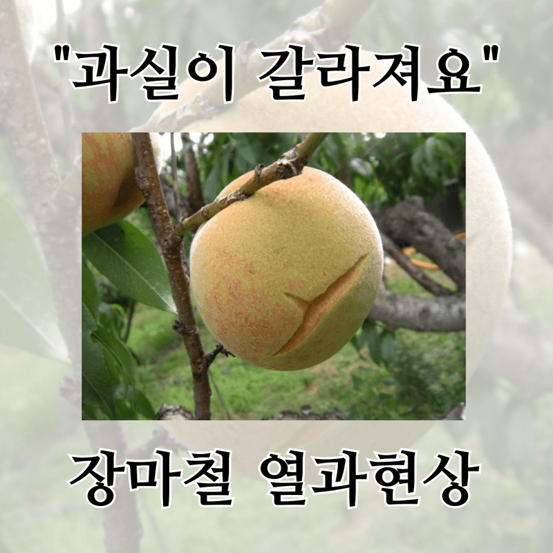 팜모닝 농자재정보님의 농사정보 썸네일