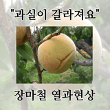 팜모닝 팜모닝공식·농사정보 게시글 이미지