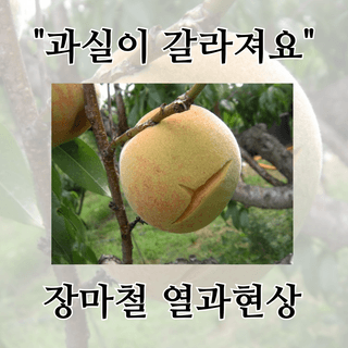 팜모닝 농자재정보님의 팜모닝공식 · 농사정보 작성글 사진