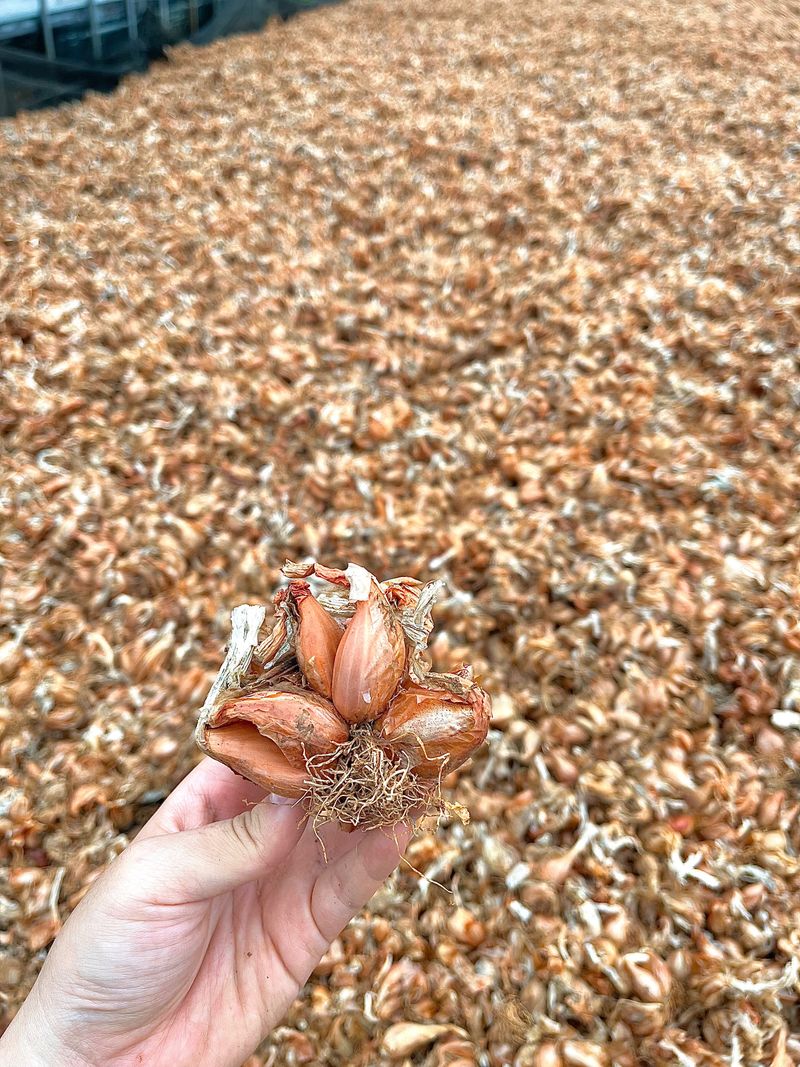 장터 상품 [무안 쪽파 종구 (종자) 특A급 20kg] 썸네일