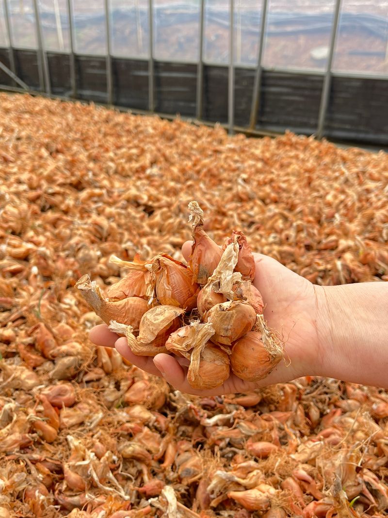 1004님의 장터 판매 상품 [무안 쪽파 종구 (종자) 특A급 20kg] 첨부 사진