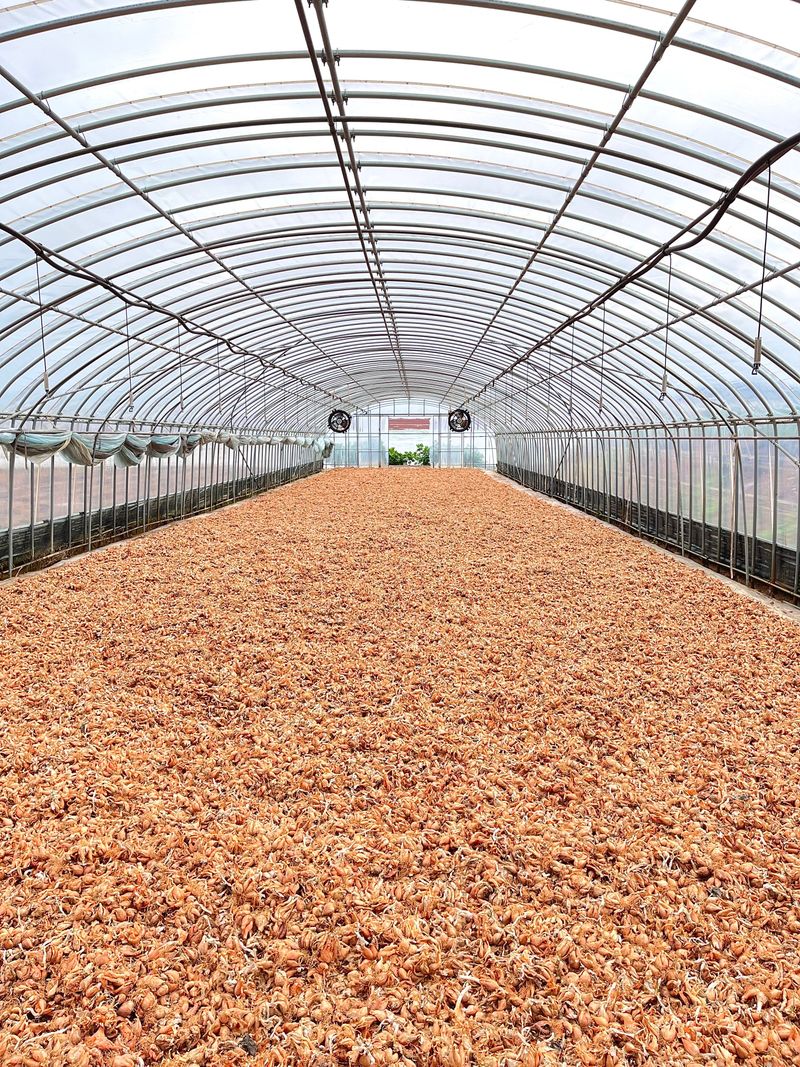 1004님의 장터 판매 상품 [무안 쪽파 종구 (종자) 특A급 20kg] 첨부 사진