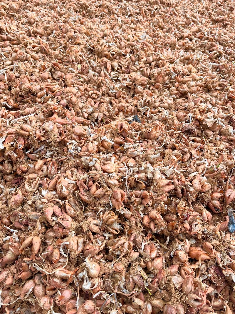 1004님의 장터 판매 상품 [무안 쪽파 종구 (종자) 특A급 20kg] 첨부 사진