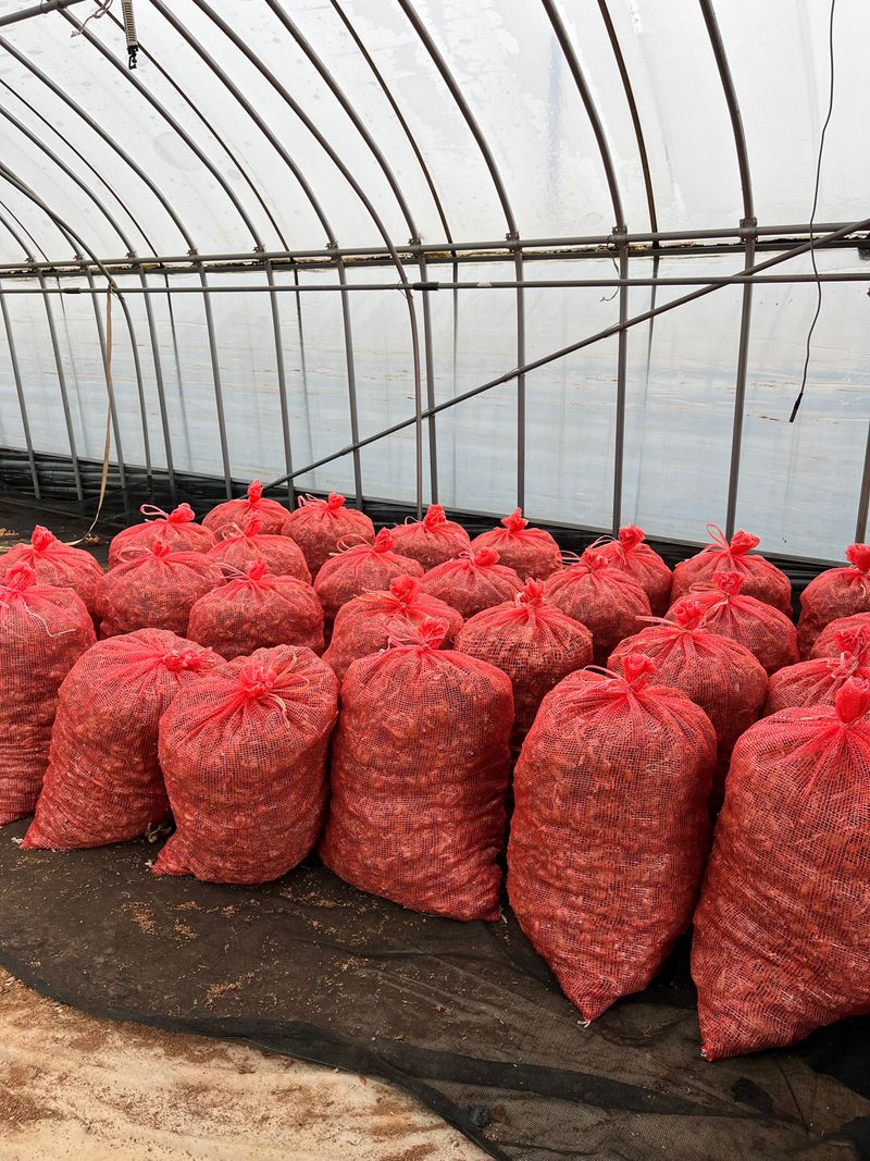 1004님의 장터 판매 상품 [무안 쪽파 종구 (종자) 특A급 20kg] 첨부 사진