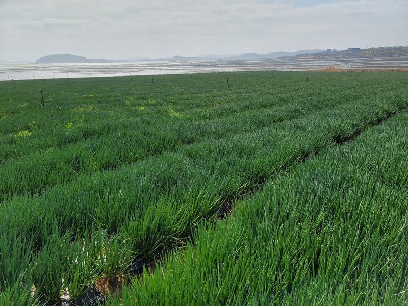 1004님의 장터 판매 상품 [무안 쪽파 종구 (종자) 특A급 20kg] 첨부 사진