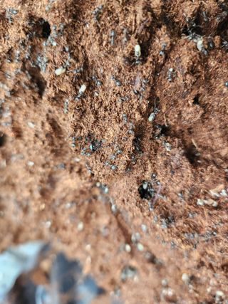 (이한열)바다그림님의 팜모닝 병해충 연구회 · 병해충상담 작성글 사진