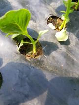 팜모닝 들깨·병해충상담 게시글 이미지