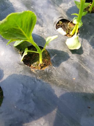 신승덕맛익는사과님의 들깨 · 병해충상담 작성글 사진