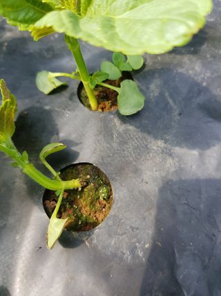 신승덕맛익는사과님의 들깨 · 병해충상담 작성글 사진