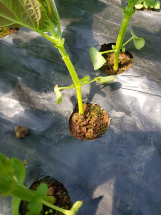 신승덕맛익는사과님의 들깨 · 병해충상담 작성글 사진