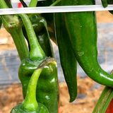 팜모닝 고추·병해충상담 게시글 이미지