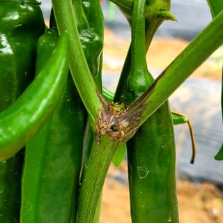 양병술님의 고추 · 병해충상담 작성글 사진