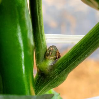 양병술님의 고추 · 병해충상담 작성글 사진