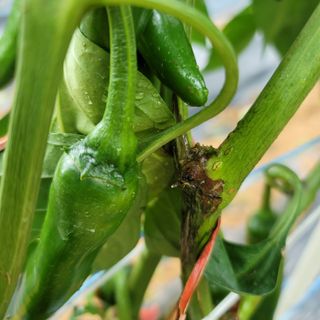 양병술님의 고추 · 병해충상담 작성글 사진