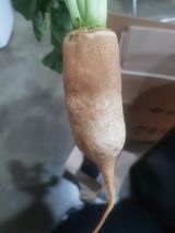 팜모닝 배추·병해충상담 게시글 이미지