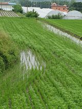 팜모닝 벼·병해충상담 게시글 이미지