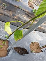 팜모닝 고추·병해충상담 게시글 이미지