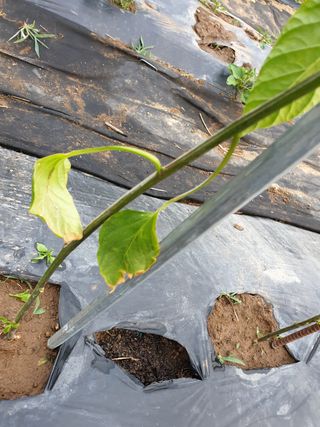 권영식님의 고추 · 병해충상담 작성글 사진