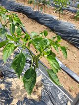 팜모닝 고추·병해충상담 게시글 이미지