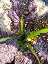 팜모닝 기타작물·병해충상담 게시글 이미지