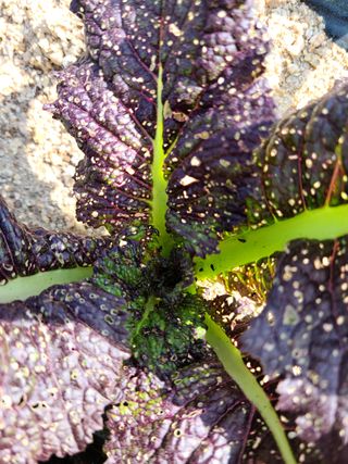 거스름돈님의 기타작물 · 병해충상담 작성글 사진