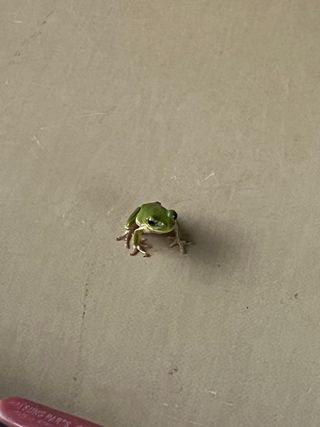 백준오님의 벼 · 병해충상담 작성글 사진