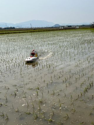 백준오님의 벼 · 병해충상담 작성글 사진