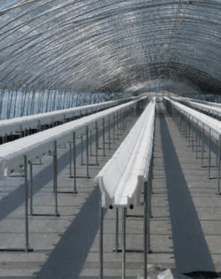 육묘장님의 기타작물 · 병해충상담 작성글 사진