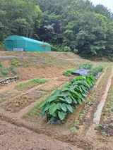 팜모닝 자유주제·자유게시판 게시글 이미지