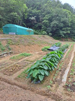 지리산자락님의 자유주제 · 자유게시판 작성글 사진