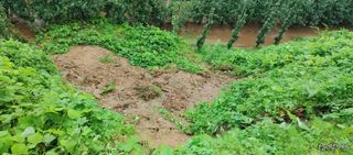 준농원님의 수해 농가 응원 같이해요 · 참여 작성글 사진