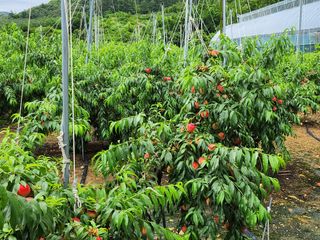 육영순님의 복숭아 · 자유게시판 작성글 사진