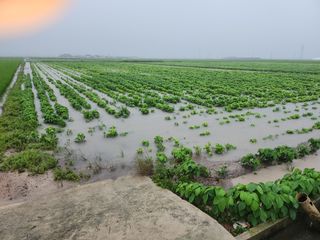김종만님의 수해 농가 응원 같이해요 · 참여 작성글 사진